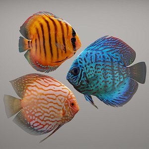 Discus fish