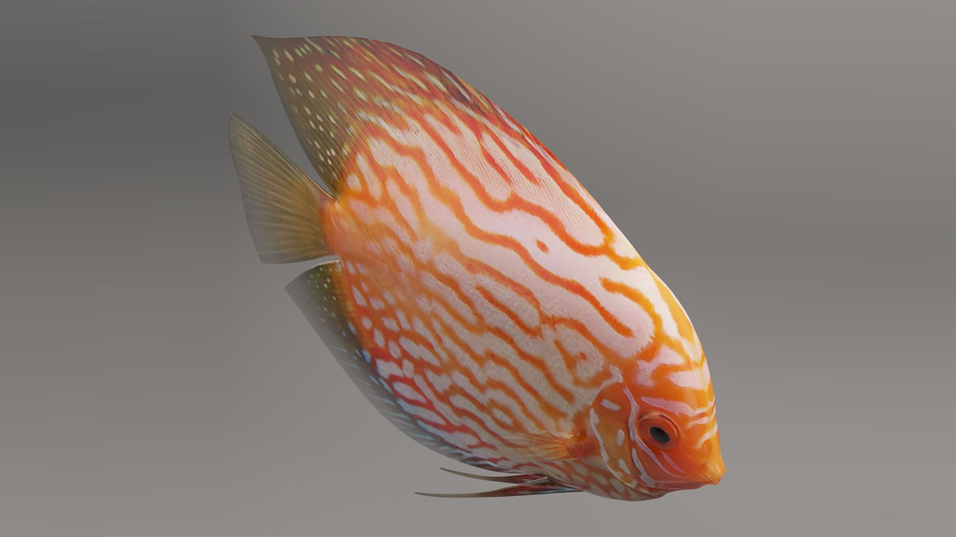 Discus Fish Model - TurboSquid 1740649