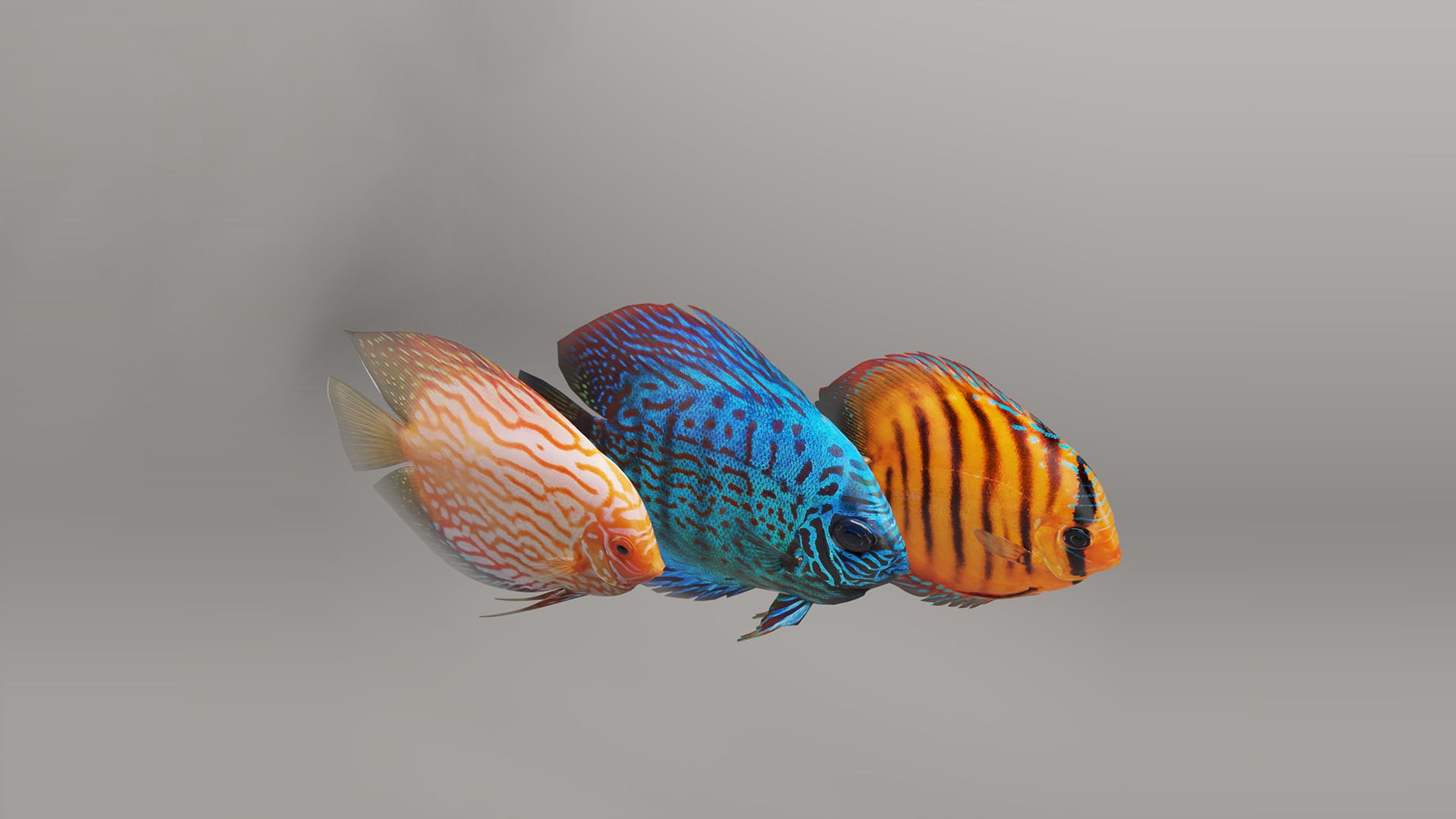 Discus Fish Model - TurboSquid 1740649