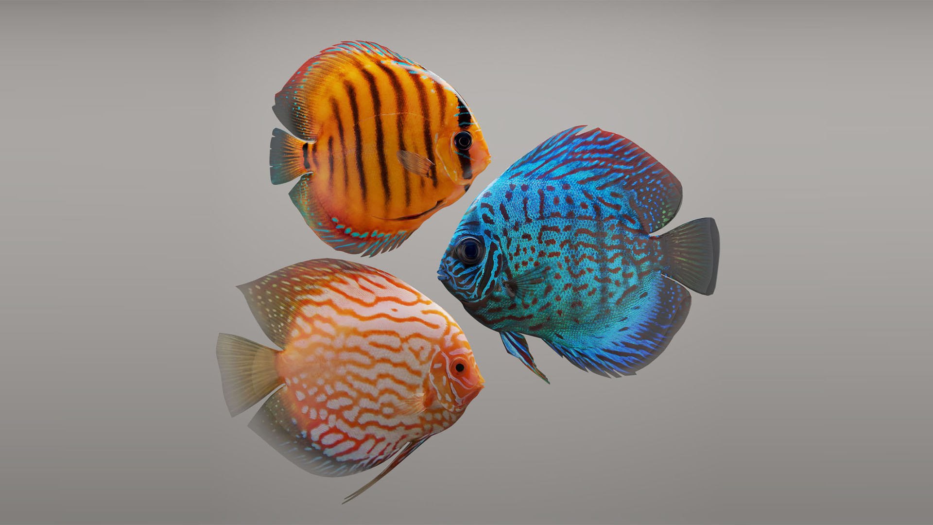 Discus Fish Model - TurboSquid 1740649