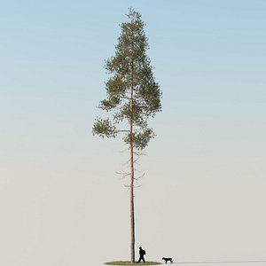 realistic pine tree 3d model
