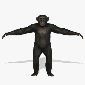 chimp fur 3d ma