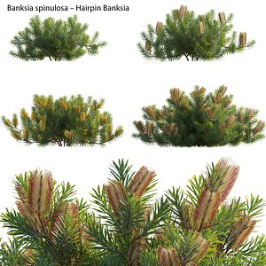 Banksia spinulosa - Hairpin Banksia 01