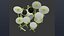 Acoustic Drum Kit