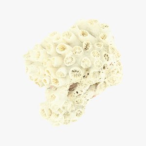 White Coral Fossil Raw Scanned 3D