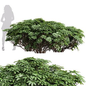 New Plant High detail Edgeworthia Chrysantha Grandiflora 3D model