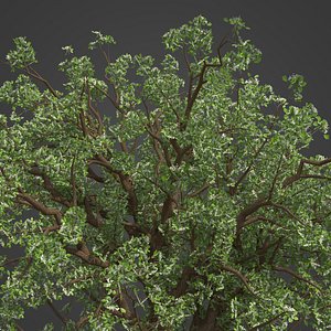 2021 PBR Common Hawthorne Collection - Crataegus Monogyna