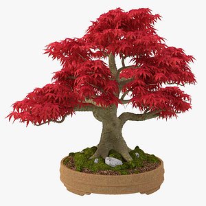 Japanese Maple