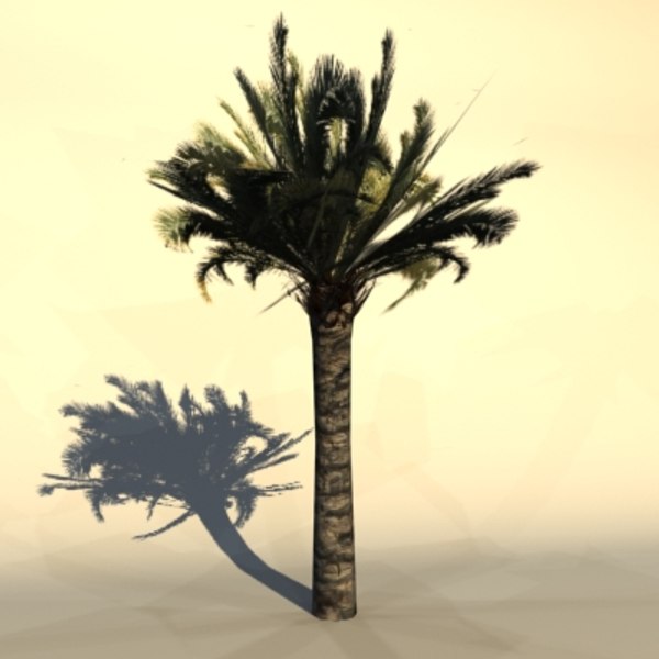 palm_16.jpg