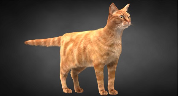 3D ginger cat hair model - TurboSquid 1315486