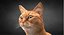 Cat Ginger v1