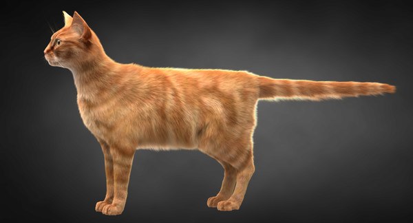 3D ginger cat hair model - TurboSquid 1315486