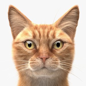Cat Ginger v1