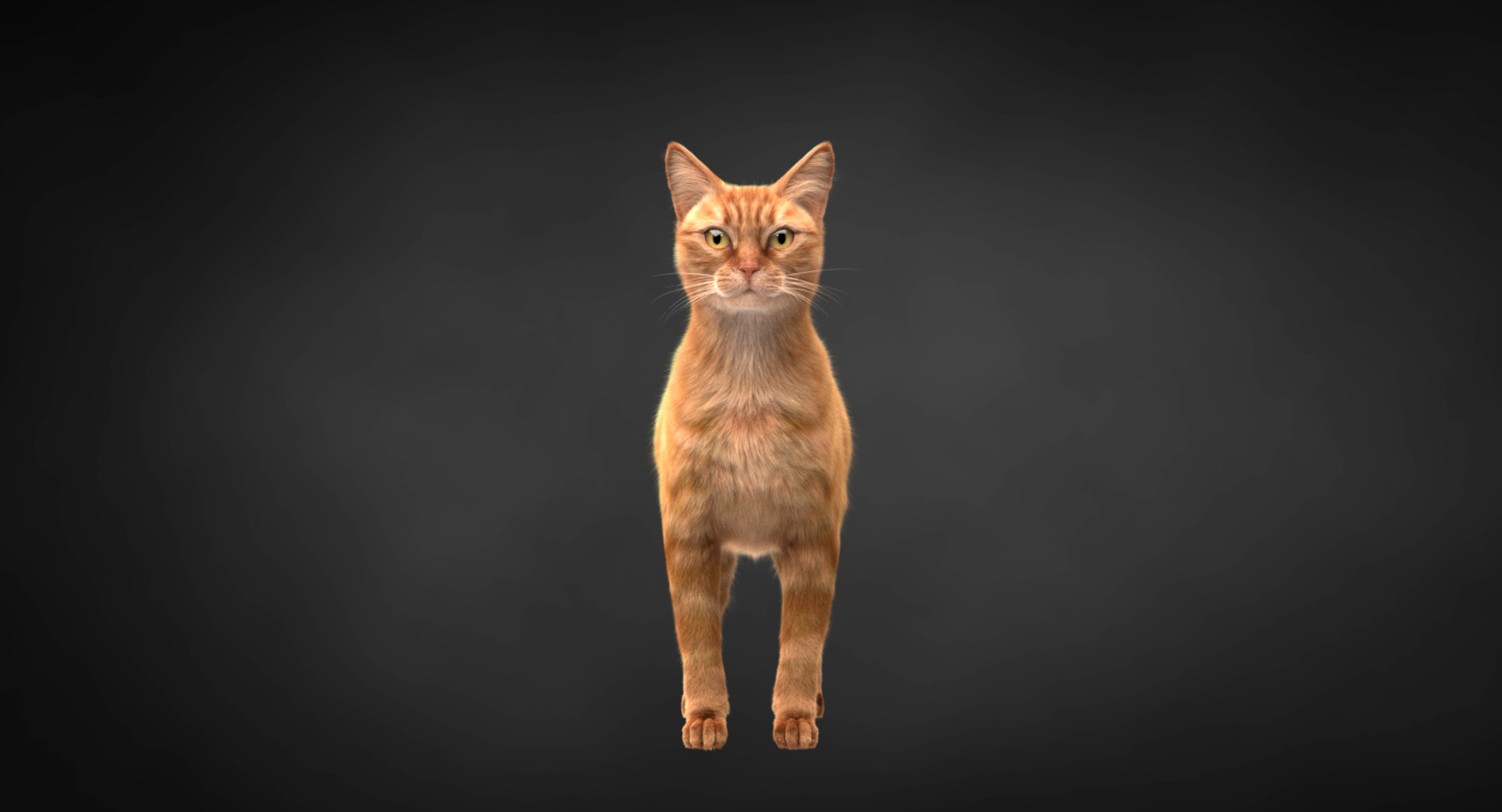 3D Ginger Cat Hair Model - Turbosquid 1315486