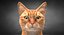 Cat Ginger v1