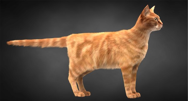 3D ginger cat hair model - TurboSquid 1315486