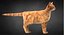Cat Ginger v1