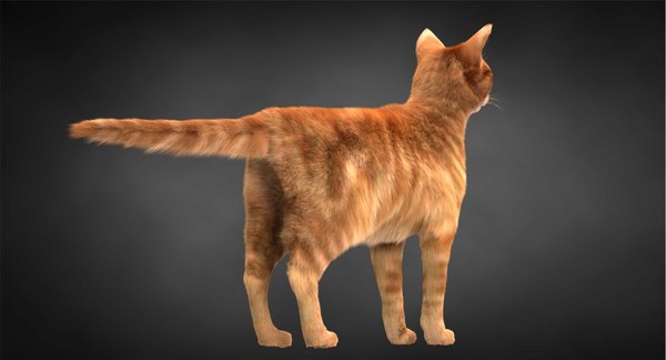 3D ginger cat hair model - TurboSquid 1315486