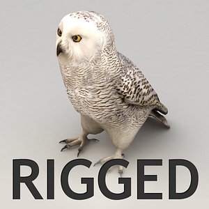 Snow Owl Rigged