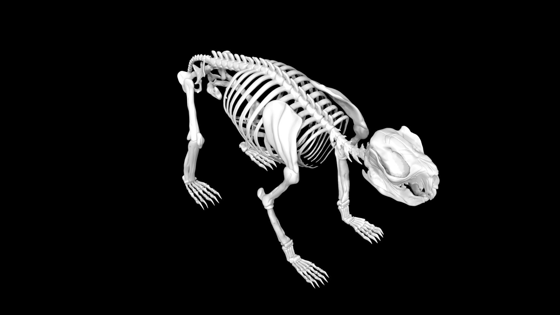 Koala Skeleton Model - TurboSquid 1886923