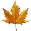 Autumn maple leaf v5