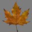 Autumn maple leaf v5