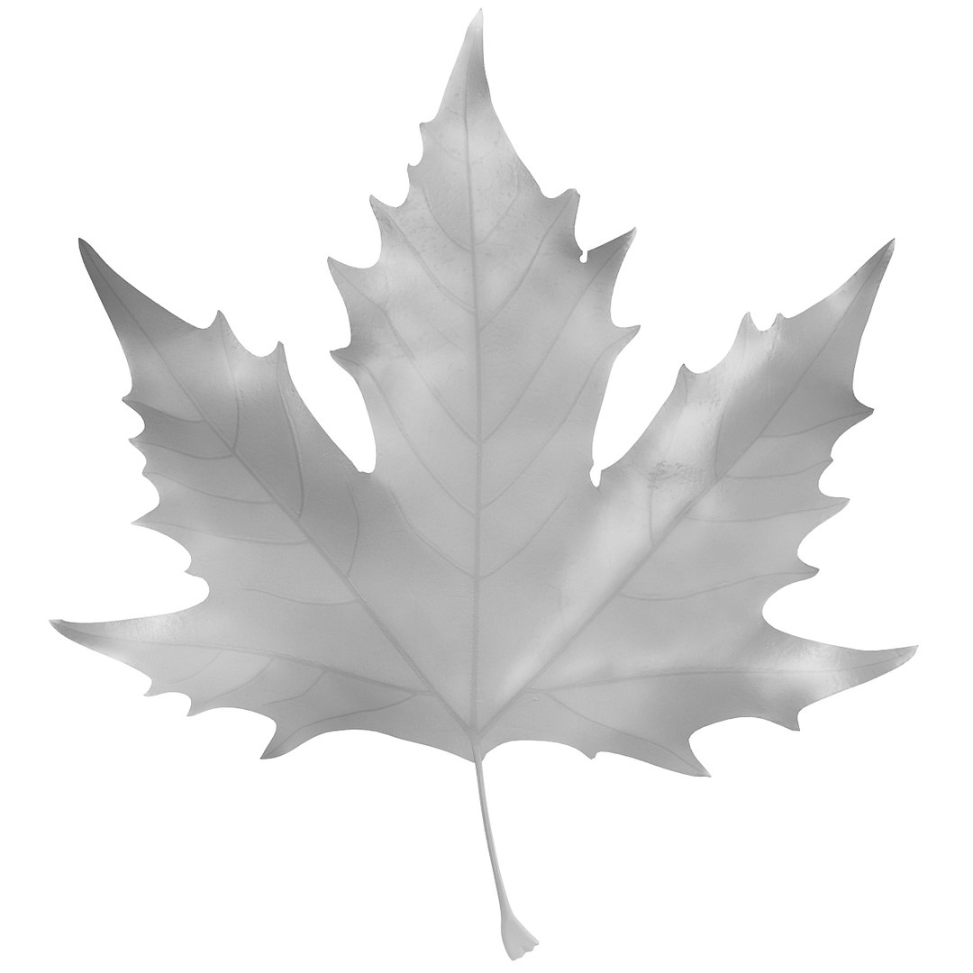 3d realistic autumn maple leaf https://p.turbosquid.com/ts-thumb/Xc/9ngNZD/SX1BoNi1/leaf_maple5_gray_1/jpg/1319713962/1920x1080/fit_q87/c7e6ade454d15e5b5a65bd4cab4ce6bdffbb9a60/leaf_maple5_gray_1.jpg