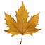 Autumn maple leaf v5