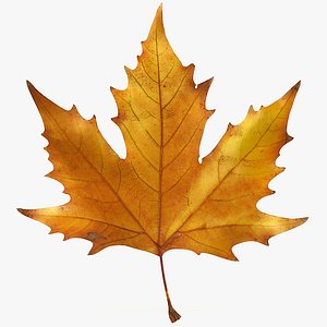 3d realistic autumn maple leaf