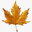 Autumn maple leaf v5