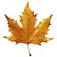 Autumn maple leaf v5