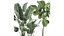 Plantas decorativas en macetas 832