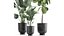 Plantas decorativas en macetas 832
