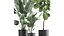 Plantas decorativas en macetas 832