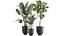 Plantas decorativas en macetas 832