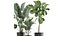 Plantas decorativas en macetas 832