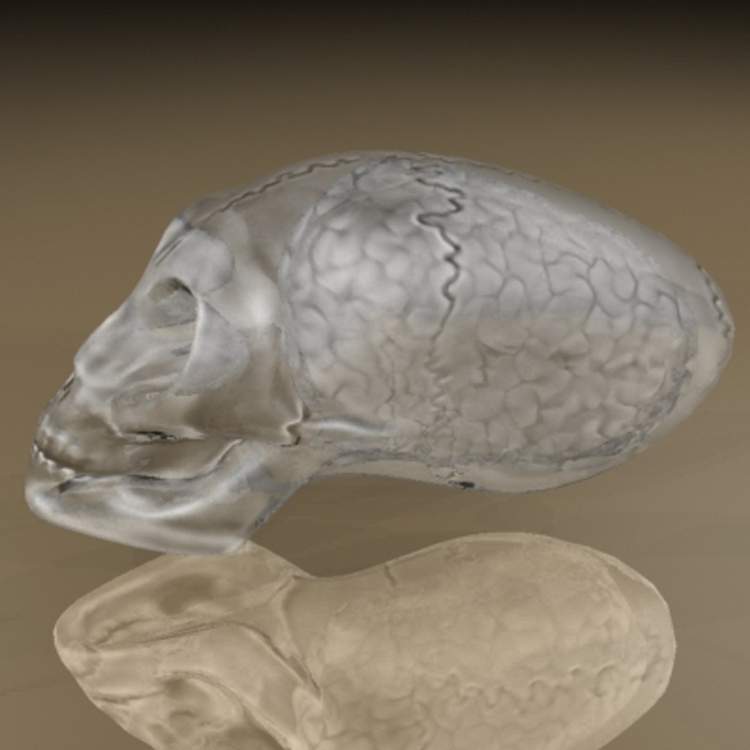 3d Glass Alien Skull Brain Model