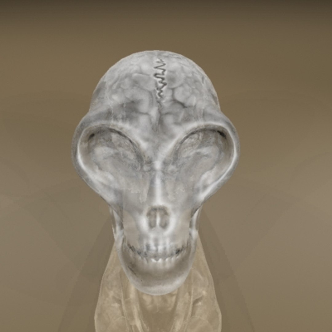 3d Glass Alien Skull Brain Model