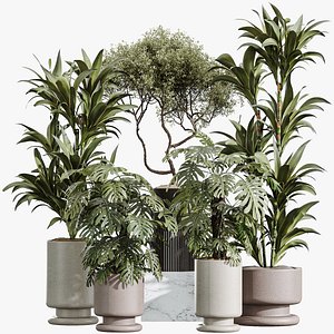 3D AV Indoor Plants Set 355 Dracaena Lime Cane Dragon and Elegant Monstera and Mission Kalamata