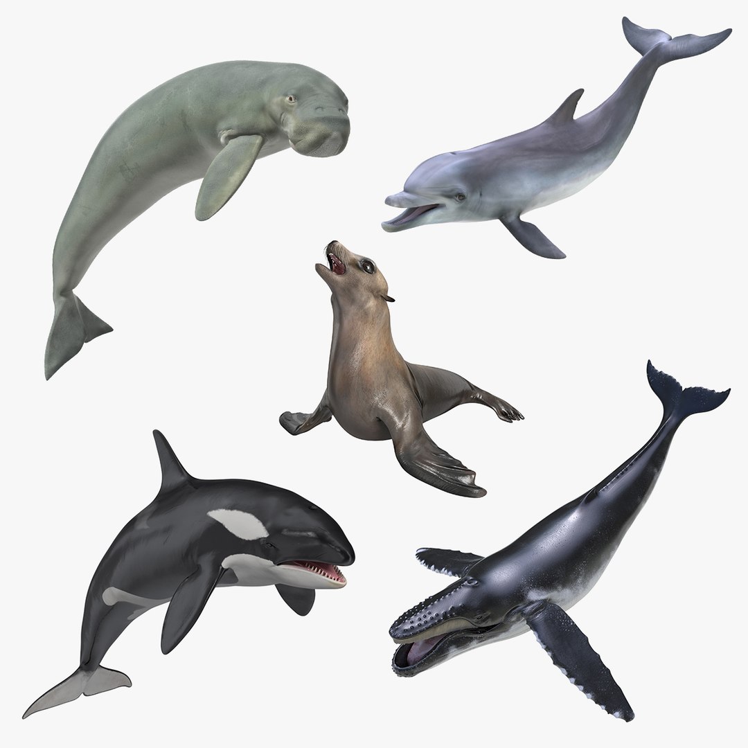 Marine Mammals Rigged Collection 4 3D model preview