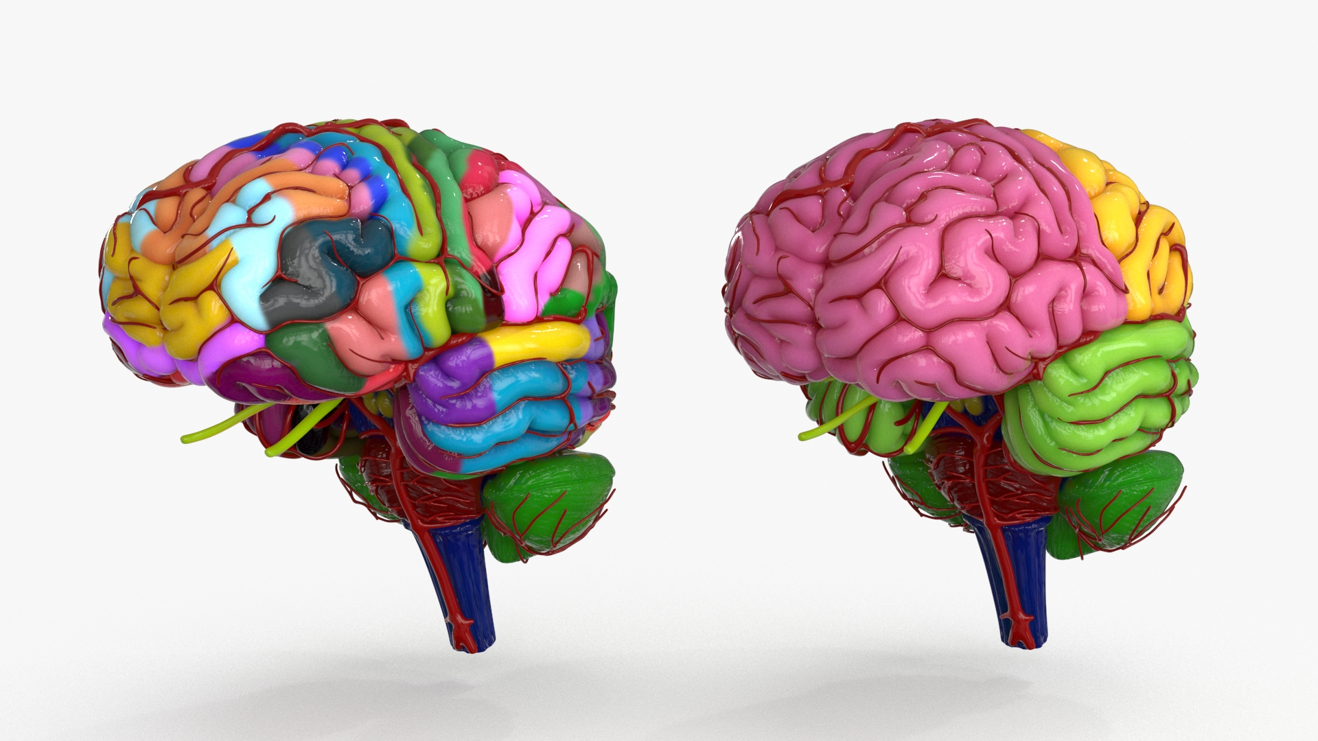 3D Brain Schematic Model - TurboSquid 2150660