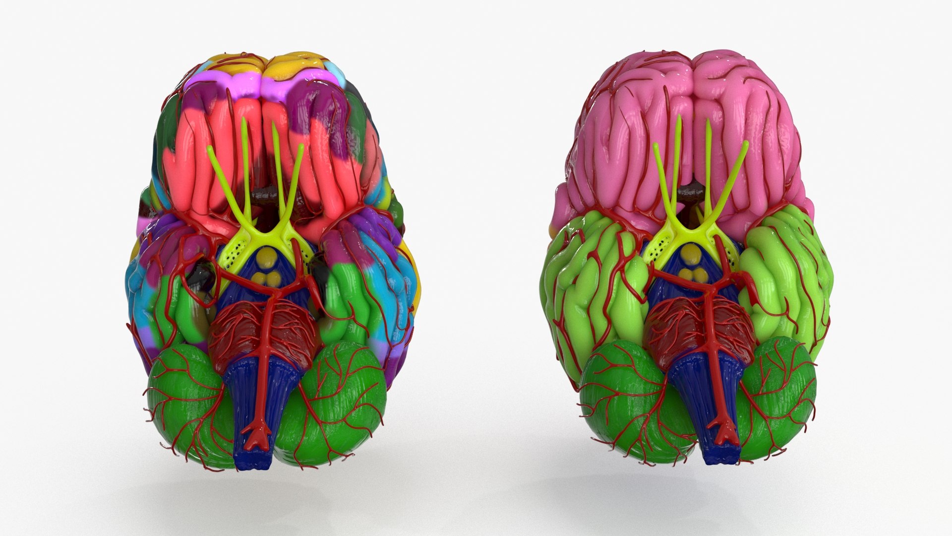 3D Brain Schematic Model - TurboSquid 2150660