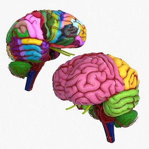 Brain Schematic