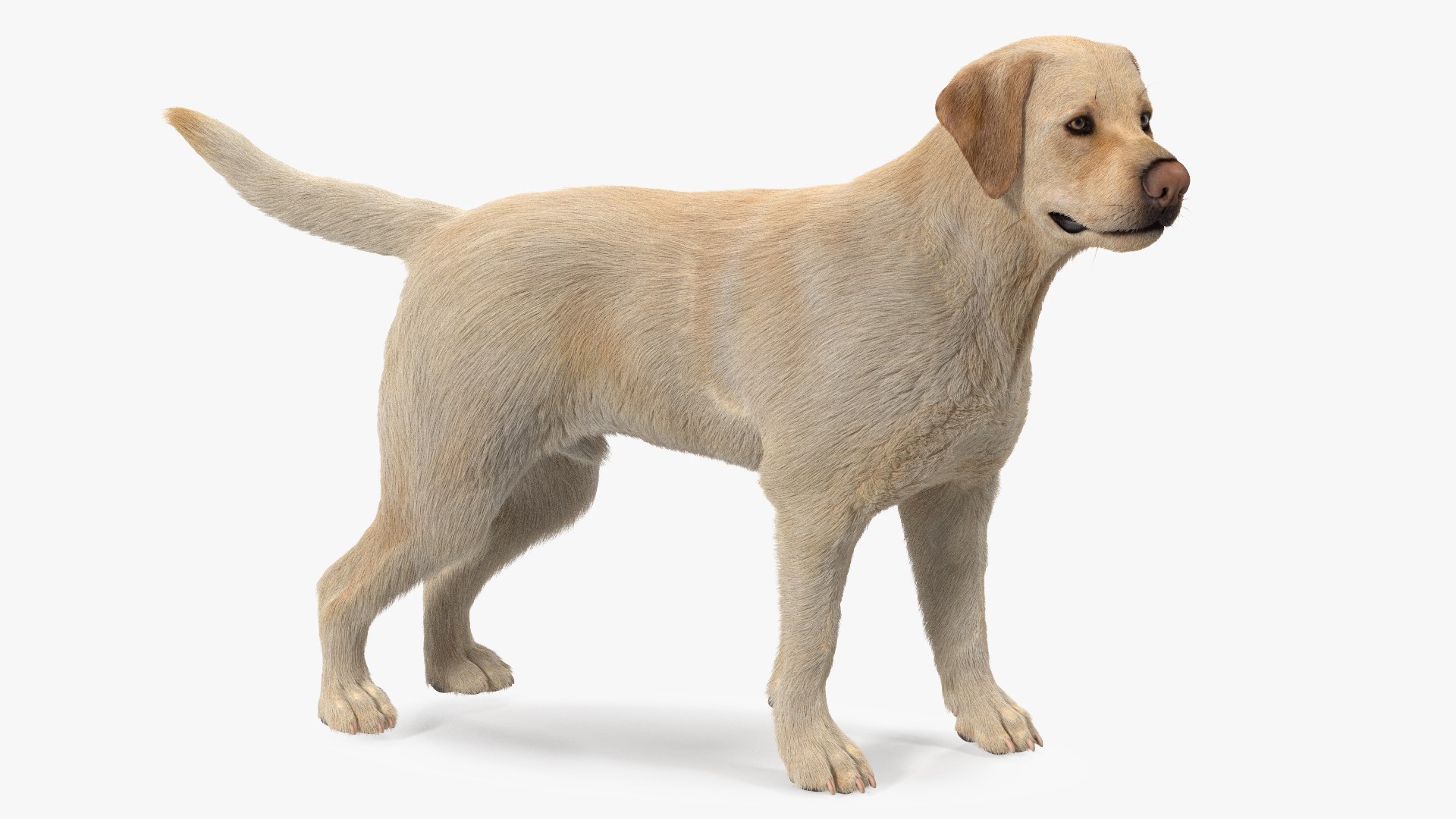 Labrador Dog White Standing Fur 3D TurboSquid 1822490