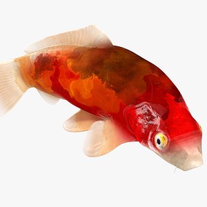 Japanese Carp Fish Rigged L1766 3D model
