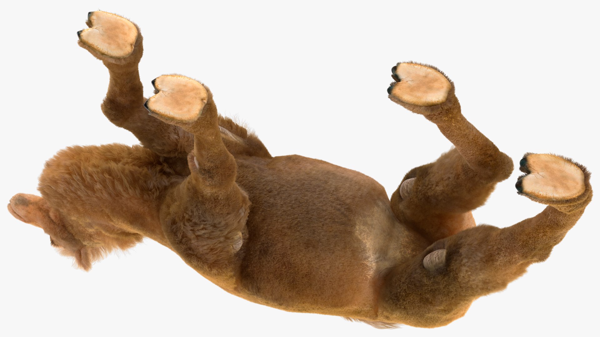 3D Bactrian Camel Walking Pose Fur https://p.turbosquid.com/ts-thumb/Xc/gLFw76/3F/bactriancamelwalkingposefurvray3dmodel011/jpg/1724725789/1920x1080/fit_q87/776a840d291c62d1adc34d586e7e48622ee96b08/bactriancamelwalkingposefurvray3dmodel011.jpg