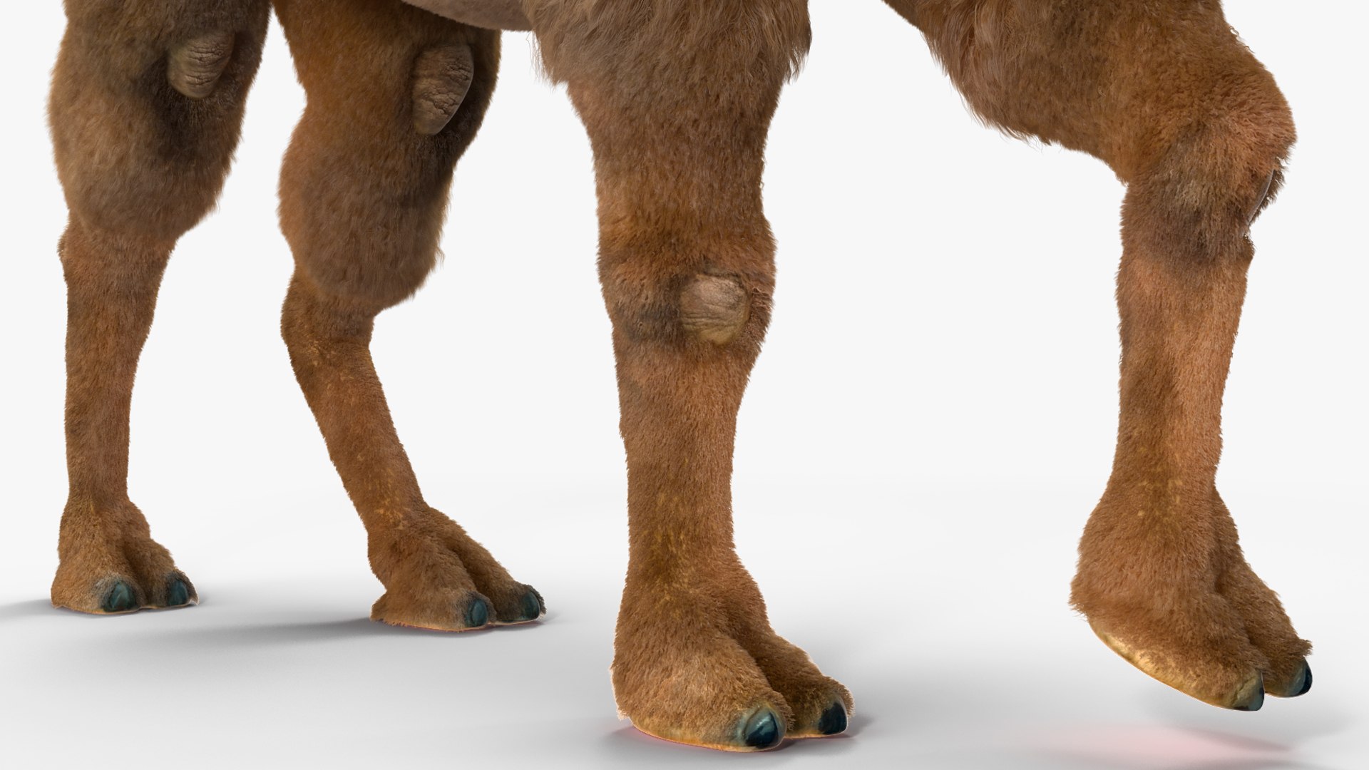 3D Bactrian Camel Walking Pose Fur https://p.turbosquid.com/ts-thumb/Xc/gLFw76/4p/bactriancamelwalkingposefurvray3dmodel014/jpg/1724725800/1920x1080/fit_q87/8b8e17e5165b43b4c40240cd419977e01b0f6959/bactriancamelwalkingposefurvray3dmodel014.jpg