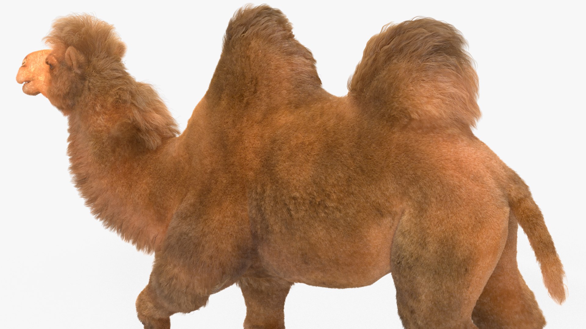 3D Bactrian Camel Walking Pose Fur https://p.turbosquid.com/ts-thumb/Xc/gLFw76/5e/bactriancamelwalkingposefurvray3dmodel013/jpg/1724725797/1920x1080/fit_q87/7b1fdc965949103c6f6eb0257713f1c6096c1465/bactriancamelwalkingposefurvray3dmodel013.jpg