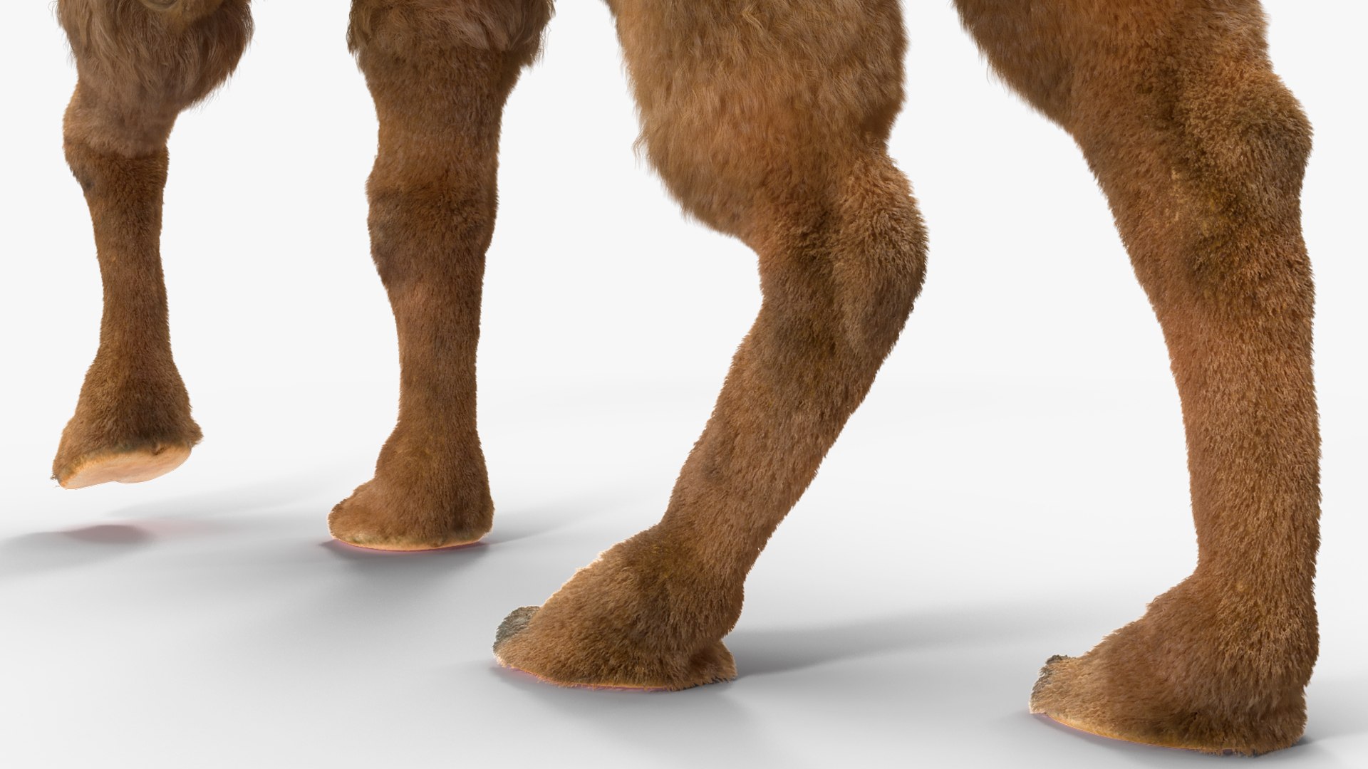 3D Bactrian Camel Walking Pose Fur https://p.turbosquid.com/ts-thumb/Xc/gLFw76/DY/bactriancamelwalkingposefurvray3dmodel015/jpg/1724725804/1920x1080/fit_q87/b1688e713cdcd1d0a2fdfce29a3963597eafd73f/bactriancamelwalkingposefurvray3dmodel015.jpg