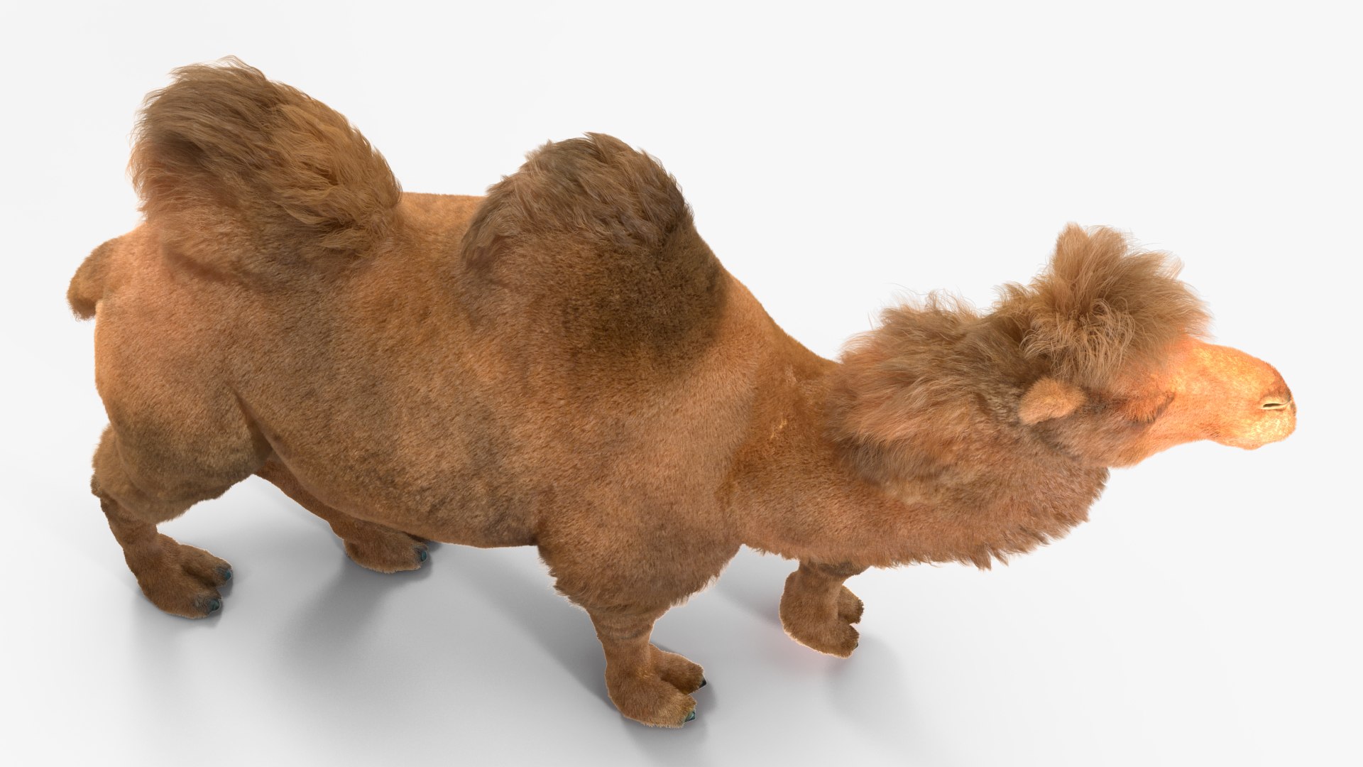 3D Bactrian Camel Walking Pose Fur https://p.turbosquid.com/ts-thumb/Xc/gLFw76/GW/bactriancamelwalkingposefurvray3dmodel010/jpg/1724725786/1920x1080/fit_q87/996d03d72fce3ce09b3ceca84b6aaea7b06d74a4/bactriancamelwalkingposefurvray3dmodel010.jpg